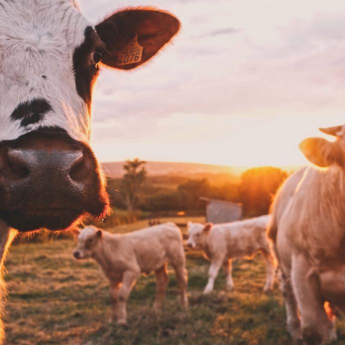 A trip to the countryside at the Paris International Agricultural Show