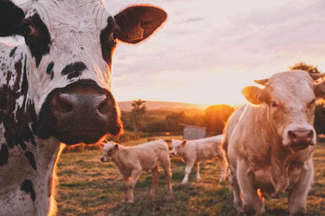 A trip to the countryside at the Paris International Agricultural Show